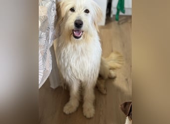 Lola, eine zauberhafte Hündin
