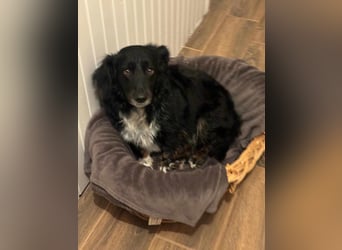 Mazli, geboren 01.01.2020, 36cm sucht ihr Zuhause