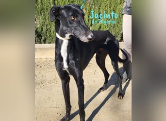 Jacinto de Payerno 03/2021 (ESP) - unglaublich hübscher, lieber Galgo!