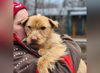 Livi- bezaubernde Hundedame auf der Suche nach einer Familie