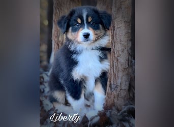 Traumhafte Australian Shepherd Welpen