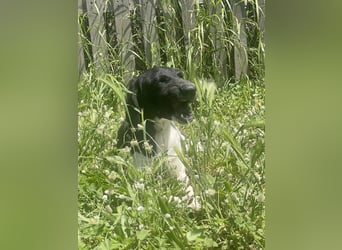 Sanfter und entspannter Junghund PEPPO sucht eine Familie!