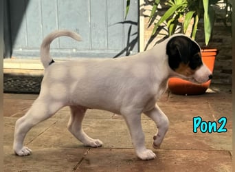 Pon2 02/2025 (ESP) - menschenbezogener, süßer Podenco-Bodeguero Mix Welpe!