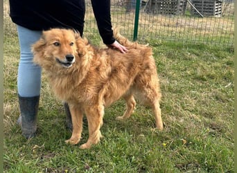 Merlin, geboren 01.03.2021, 58cm sucht sein Körbchen