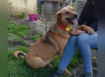 ❤️ LAICA ❤️