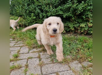 Labradoddle F1