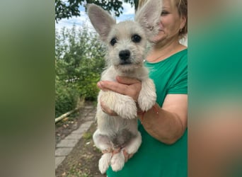 Snoopy, geboren 01.05.2025, 23cm sucht sein Körbchen