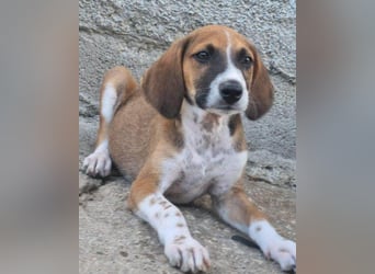Bracken-Mix ♥Sky♥ lieb + abenteuerlustig