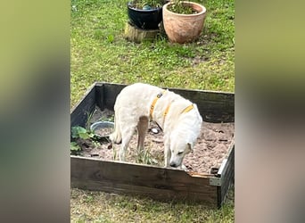Francesco - Wo sind die Freunde von großen, gemütlichen Hunden