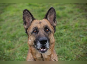 Tina: Traumhund sucht Traumzuhause