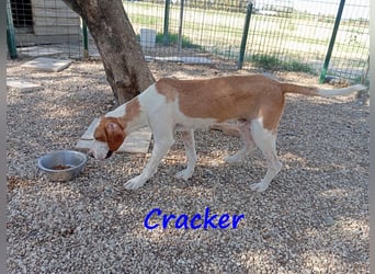 Cracker 10/2021 (in Deutschland) - verschmuster und treuer Rüde!