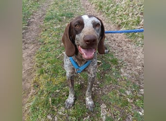 Kika - liebt Bewegung, Menschen und Hunde - fehlt nur noch ihre aktive Familie