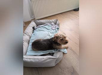 Toby sucht eine neue Familie
