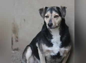 Valentin