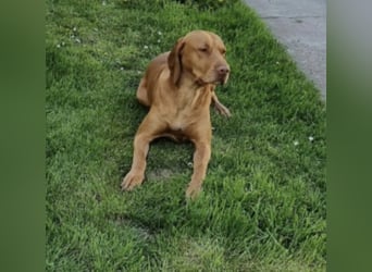 Ficko, wunderschöner Vizsla Rüde hat sein Zuhause verloren