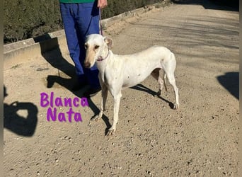 Blanca Nata 10/2023 (in Deutschland) - aufgeschlossene und unkomplizierte Traumgalga!