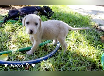 Biscuit, Casper, Pearl, Lily und Dove  suchen ihre Familie ab Oktober