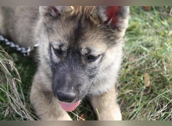 Eurasier - A. Malamute Nord-Hybrid Welpen suchen ein liebevolles Zuhause