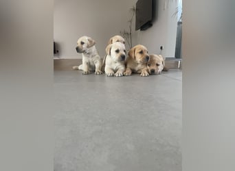 Labrador Welpen