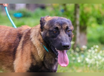 Woody, Mix Belgischer Schäferhund / Malinois