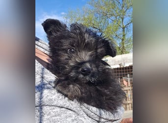 Lulu ❤️ kleines, liebes Yorki-Mix Mädchen