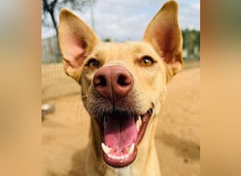 Avi geb. 10/2021 (ESP) - aufgeschlossene und menschenbezogene Labrador-Podenco-Mix Hündin!