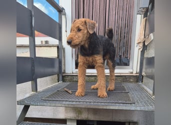 Airedale Terrier Hündin
