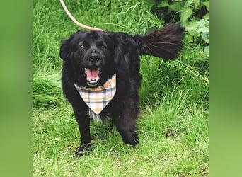 Cooper Y157 ist ein herziger Clown