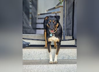 Jerry ist mein Name – und warte in PLZ 69509 auf Besuch von DIR