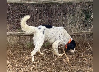 Milo - freundlicher Setter sucht sein Für-immer-Zuhause