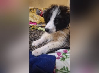 Kleine Lola sucht ein Zuhause