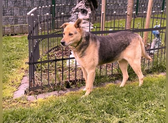 schüchterner Schäfer-Mix-Senior Benny