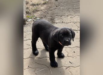 Nur 2 Labrador Weibchen mit Ahnenpass 2 Rüden & 6 Weibchen in Schwarz