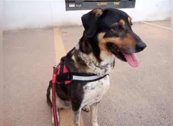 Juanita - Hündin in Spanien