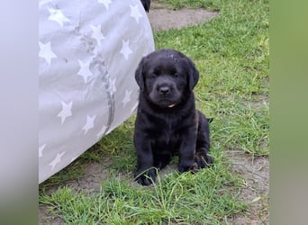 Labrador Welpen mit Ahnentafel