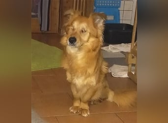 Handicap - Zorro ist blind und liebt Menschen sehr