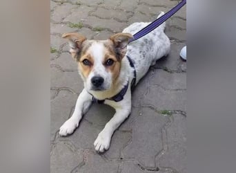 Didier - freundlicher, aktiver, verspielter kleiner Jack Russel-Mix Rüde / z.Zt. noch in Rumänien