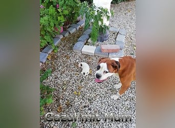 Gazul 06/2019 (ESP) - charismatischer und sozialer Boxer-Herdenschutz Mix!
