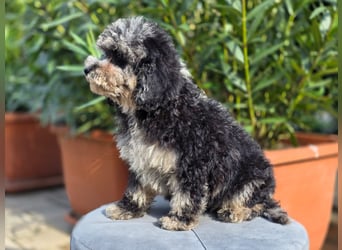Cavapoo welpen