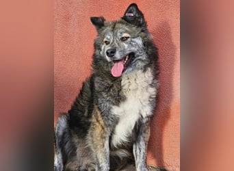 Lupo, ruhiger und ausgeglichener Rüce
