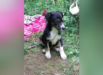 Hundekind „Monika“, ausreisebereit Ende Juni 2025, sucht Familie