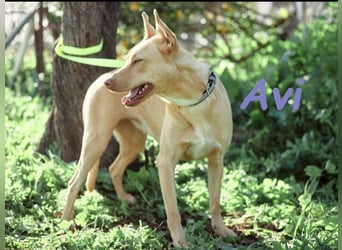 Avi 10/2021 (ESP) - aufgeschlossene und menschenbezogene Labrador-Podenco-Mix Hündin!