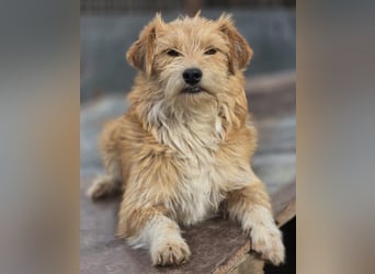 Kleine LOUISE braucht ein Zuhause!