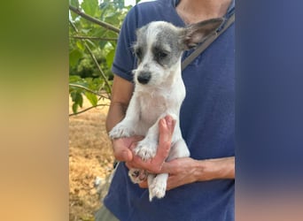 Luke, geboren 30.03.2025, 20cm sucht seine Chance