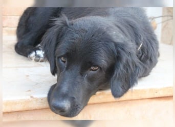Manolo, Traumhund mit Handicap