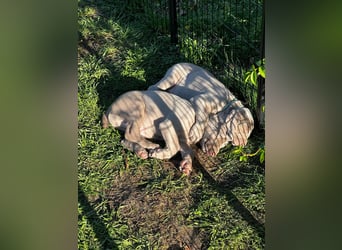 zuckersüße Weimaranerwelpen