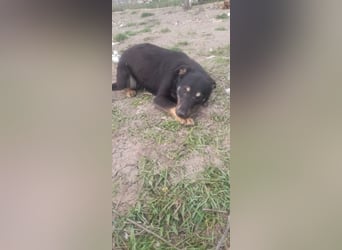 Kleine Maus wartet noch immer auf eine Chance