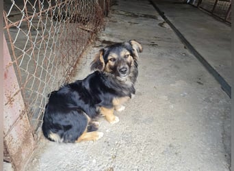 Buddy, 1 Jahr, kleiner Abenteurer sucht großes Herz