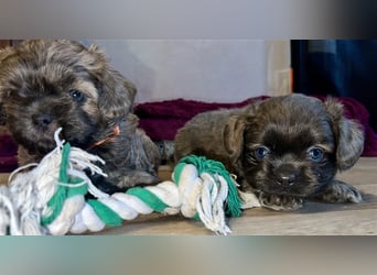 Malteser/Shih-Tzu