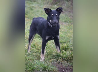 Dobby - freundlicher, menschenbezogener, verschmuster Junghund